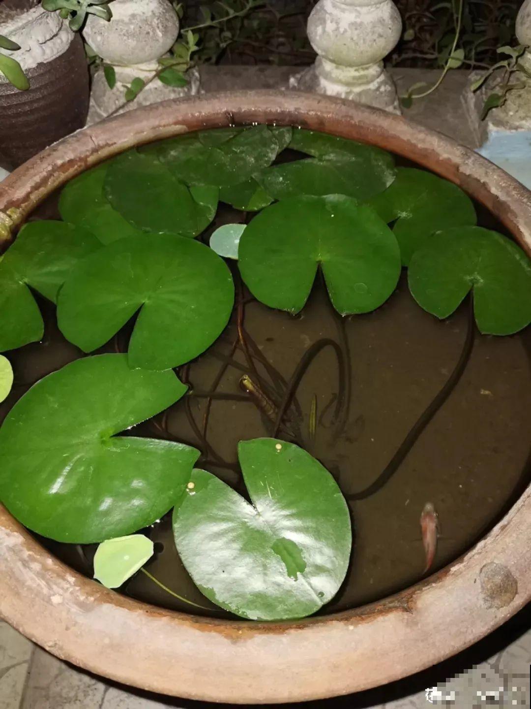 家里养盆“花中睡美人”，一天灌一瓢水，开花多得大缸放不下！