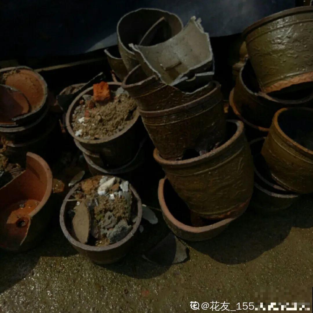 路边别人丢的大花盆，看着眼馋，好想捡回家