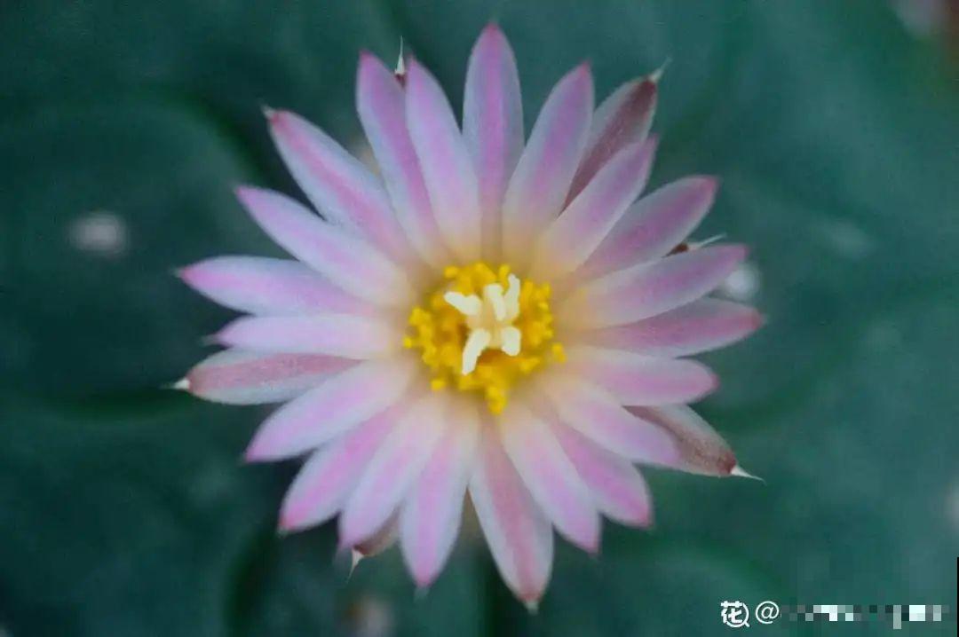 多肉一开花,颜值瞬间高八度,太美了! 多肉一开花,颜值瞬间高八度,太美了!