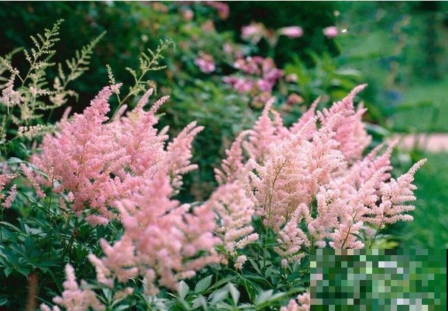 落新妇耐寒又耐阴，颜值高，气质佳，今年最流行！