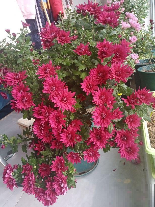 养花不知道养什么，就养花中四君子，高雅有气质，开花香气满屋