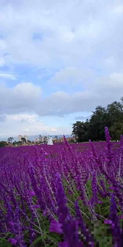 空地上撒把种子，明年春天就发芽，开出大片花海