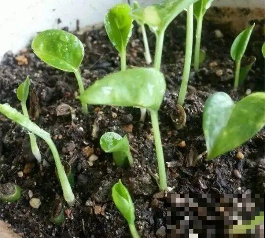 现在扦插超好活，剪根枝，捂3天，冒出狗牙根！