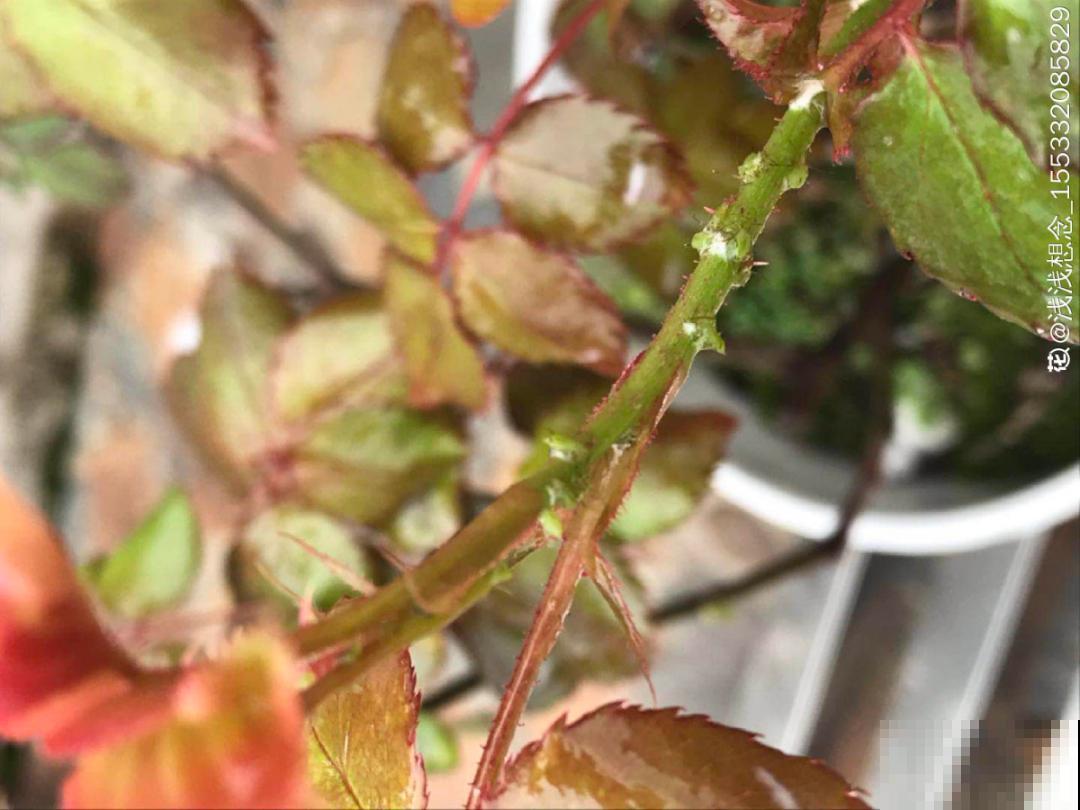 惊蛰之后，小虫乱飞，教你16种杀虫方法