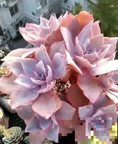 多肉要是养好了，精致得像艺术品，光看就很满足了