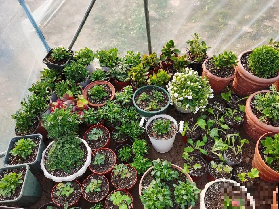 5年的花园，消失只要3天，全没了……