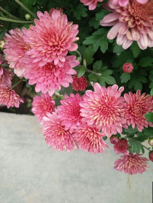 12星座幸运花,你是什么星座,最旺你的花就是它!(上篇) 12星座幸运花,你是什么星座,最旺你的花就是它!(上篇)