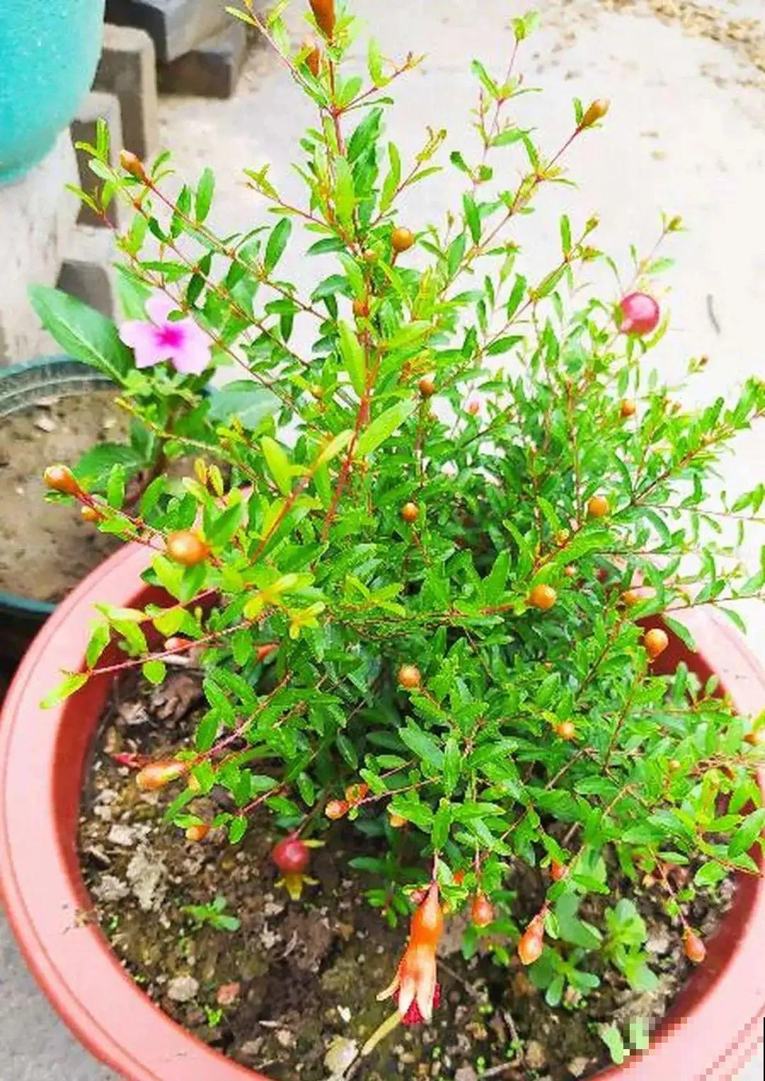 1盆苹果卖300块,为啥这么贵,难道是金苹果? 1盆苹果卖300块,为啥这么贵,难道是金苹果?