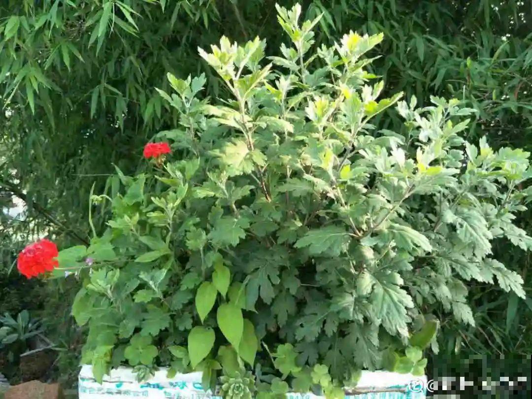 水仙要想开花,坚决不能长成高个子,不然今年没花看! 水仙要想开花,坚决不能长成高个子,不然今年没花看!