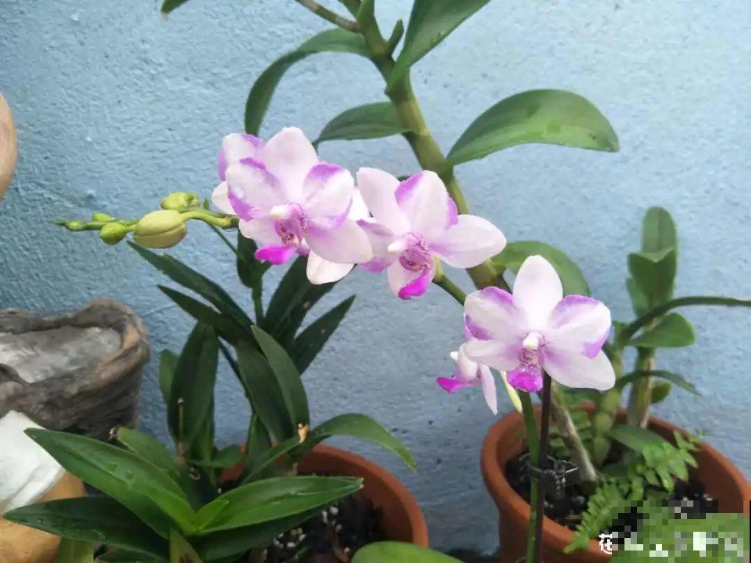 6种花慎养，再好的盆和土，现在也养不活