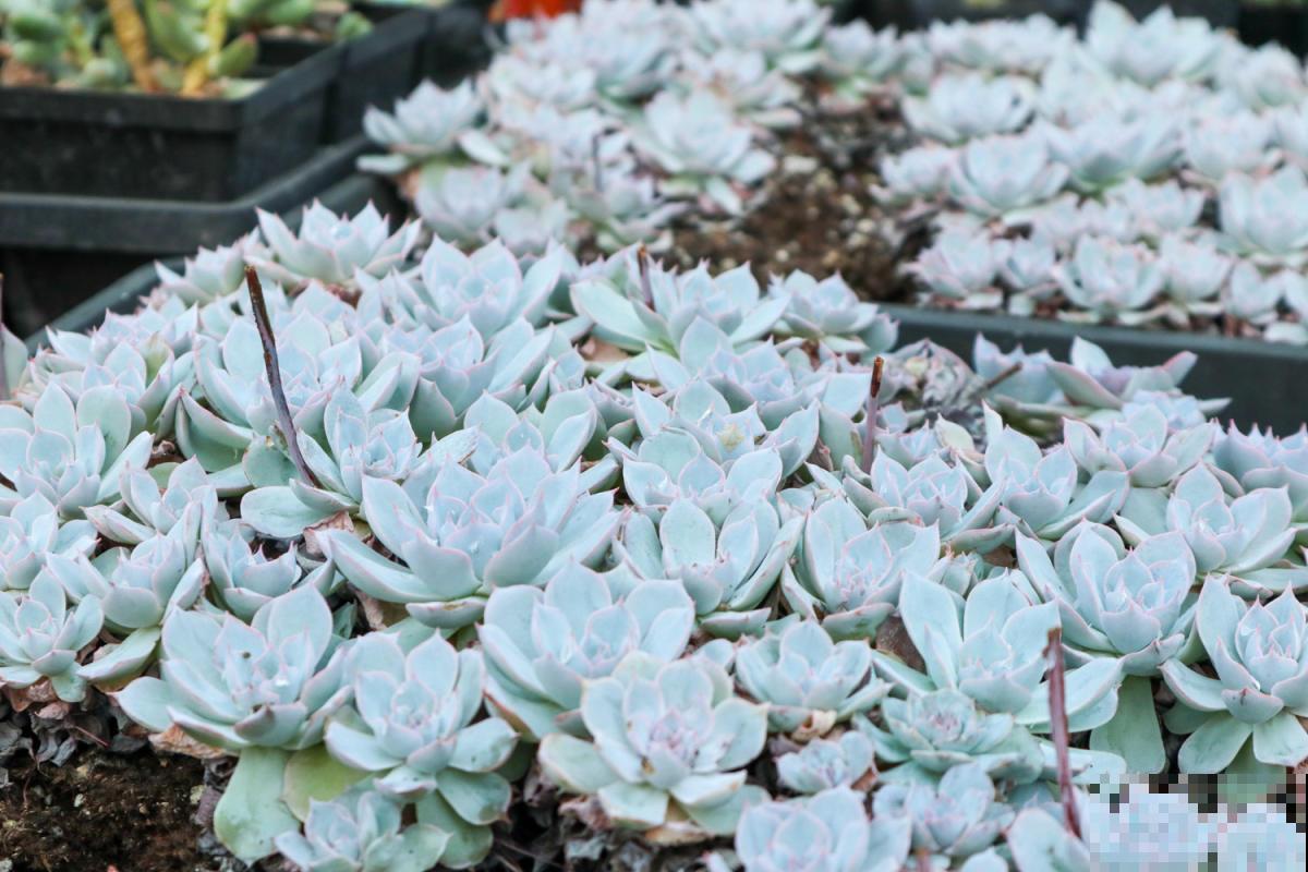 老花匠的养肉秘方，避开5个坑，才能养出结实多肉