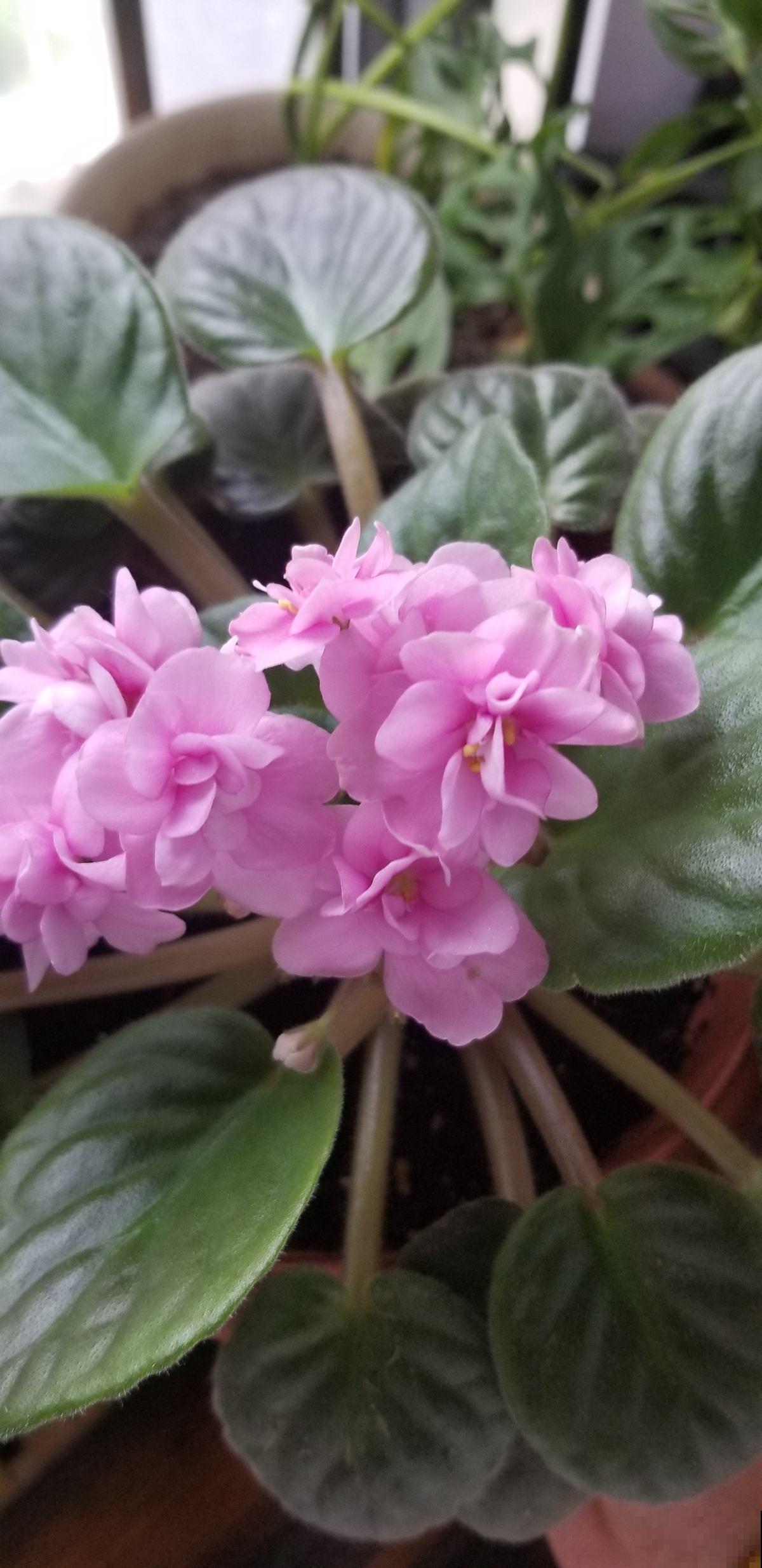 北阳台光照差，就养这5种植物，颜值超高还耐阴！