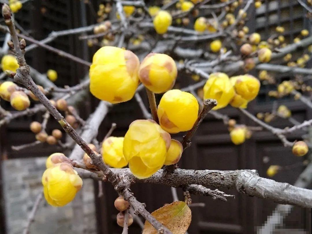 12个月的花历，常见植物花期都在这，看完再也不错过花期