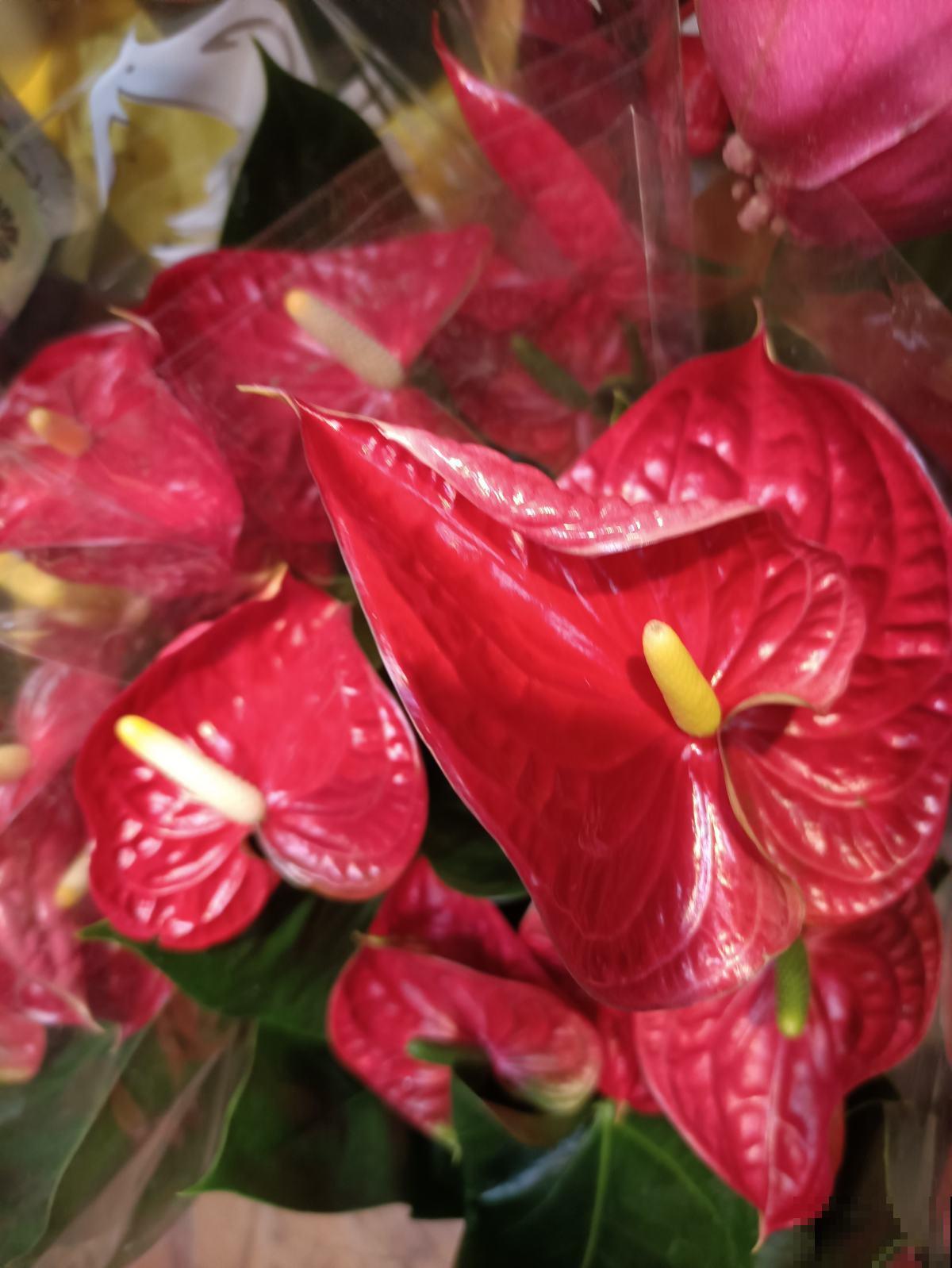 6种年宵花,现在买还便宜,再过一个月就涨价! 6种年宵花,现在买还便宜,再过一个月就涨价!