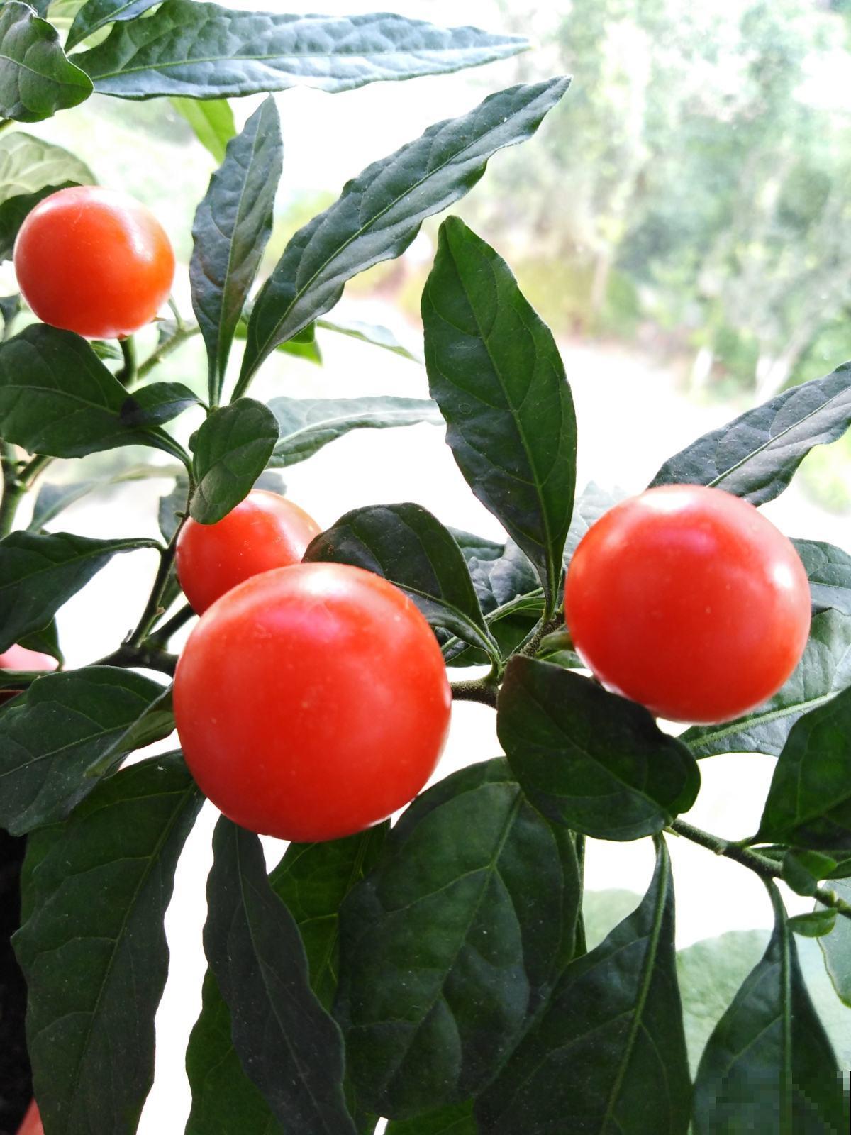 3种花长得像蔬菜，养家里千万不能被误食，容易中毒