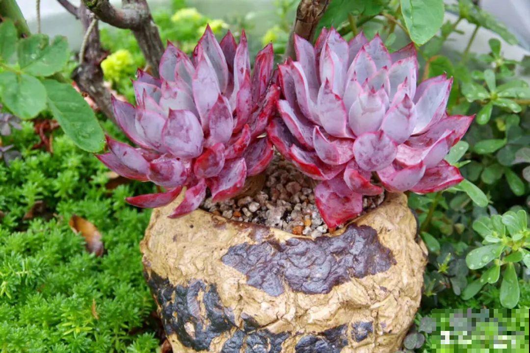 多肉要是养好了，精致得像艺术品，光看就很满足了