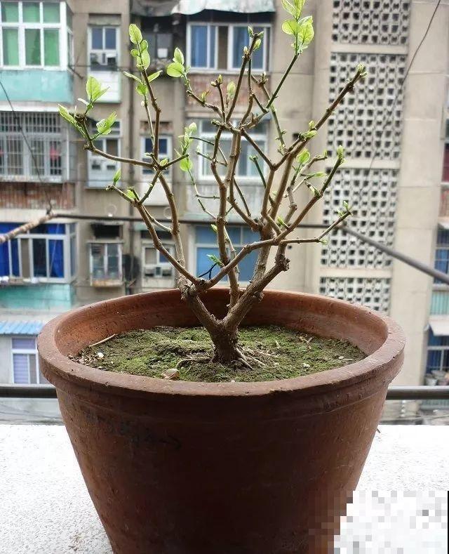 3月是给花剃头的好时机,现在狠心剪,下月就开花 3月是给花剃头的好时机,现在狠心剪,下月就开花