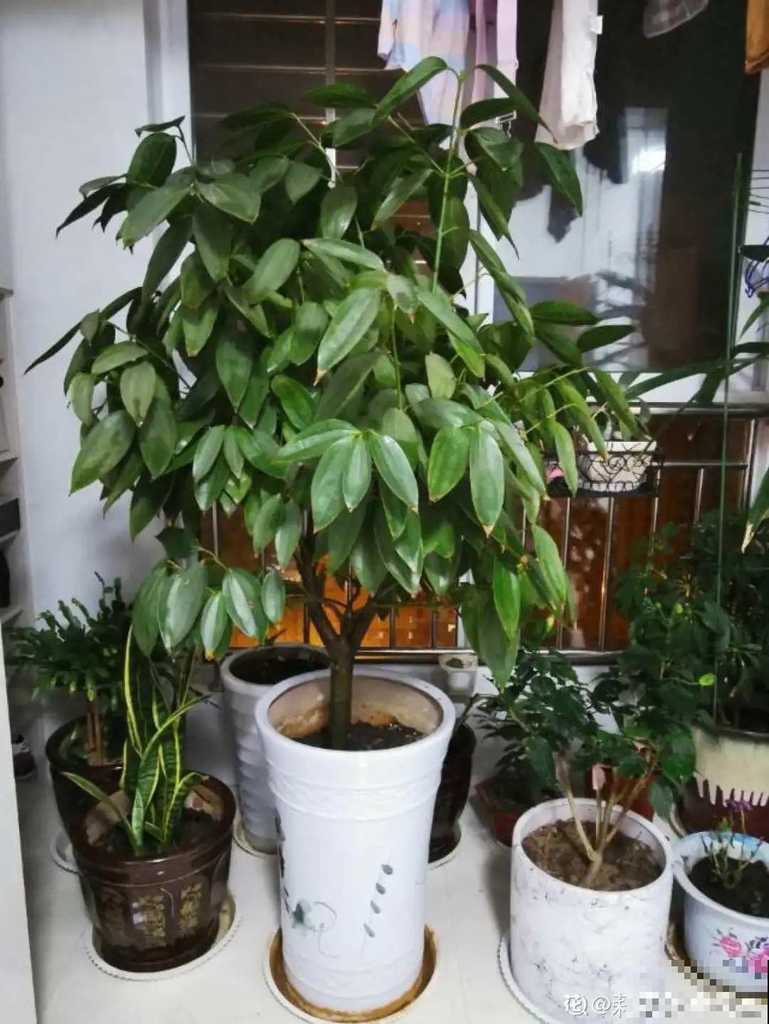 不同的花要摆在不同地方，摆对了才好看，摆错了看着糟心！