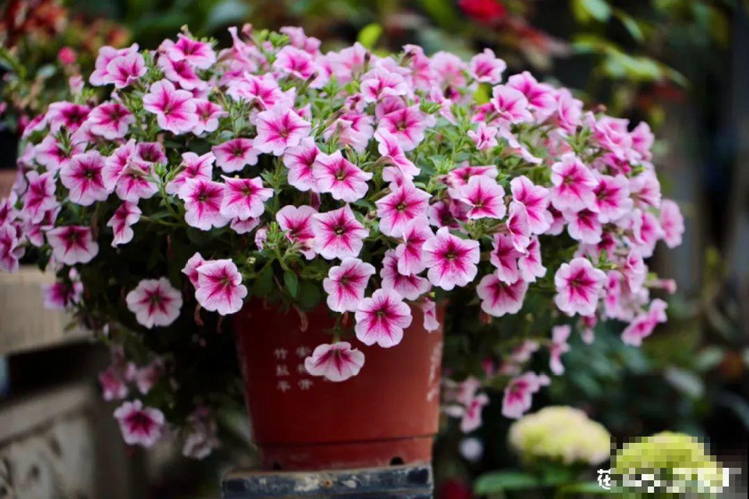 梦想有个院子，养花弄草，过舒心日子！