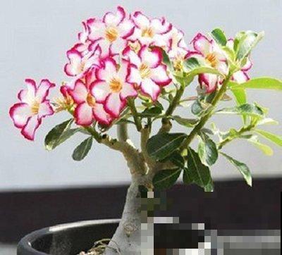 冬天养沙漠玫瑰?4件事千万别干,才能平安度过寒冬! 冬天养沙漠玫瑰?4件事千万别干,才能平安度过寒冬!