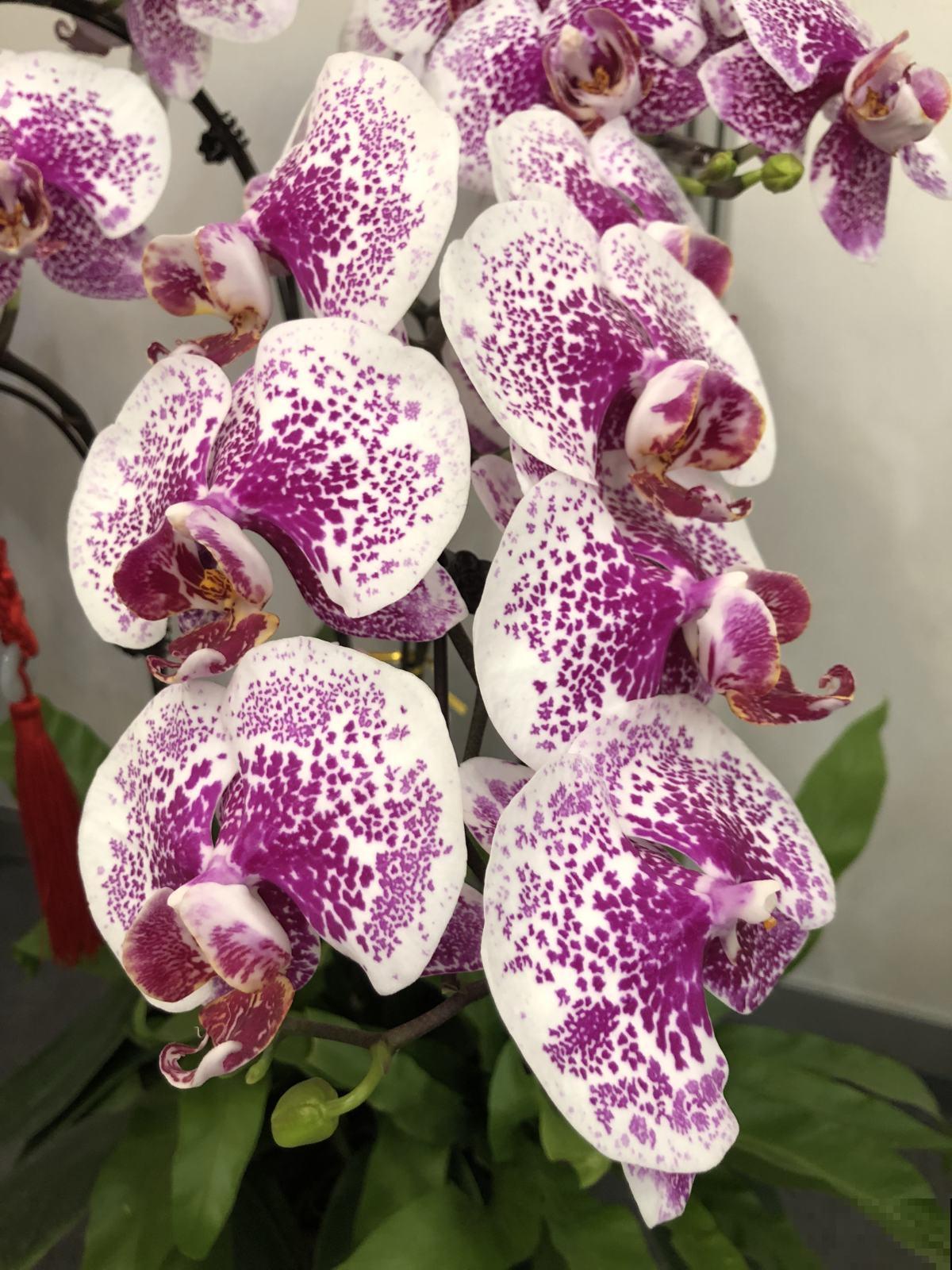 过年养这10种花，漂亮又吉祥，欢欢喜喜过大年！