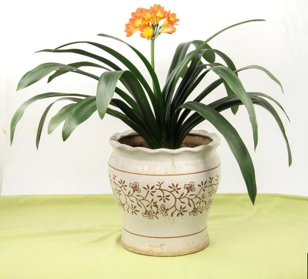 7种花，现在绝对不能剪，剪了一年不开花！