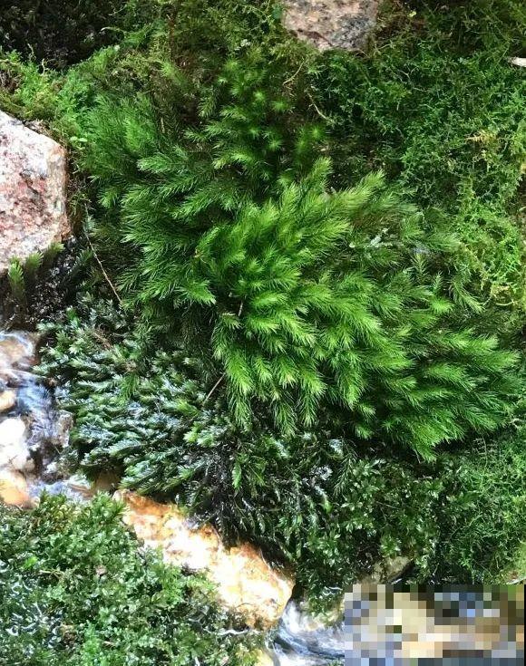 院子里挖了条小溪，做成水景美如画，看一整天也不烦