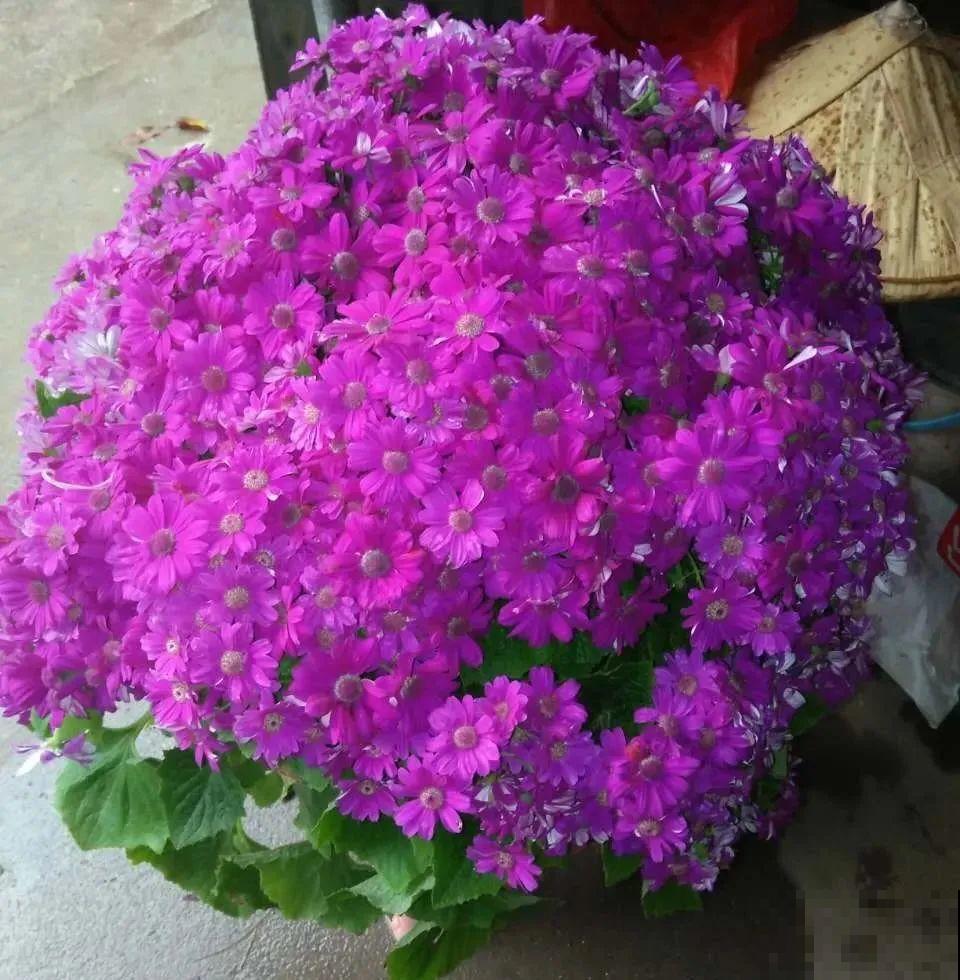 16种高颜值花，冬天耐寒不娇气，新手也能养爆盆