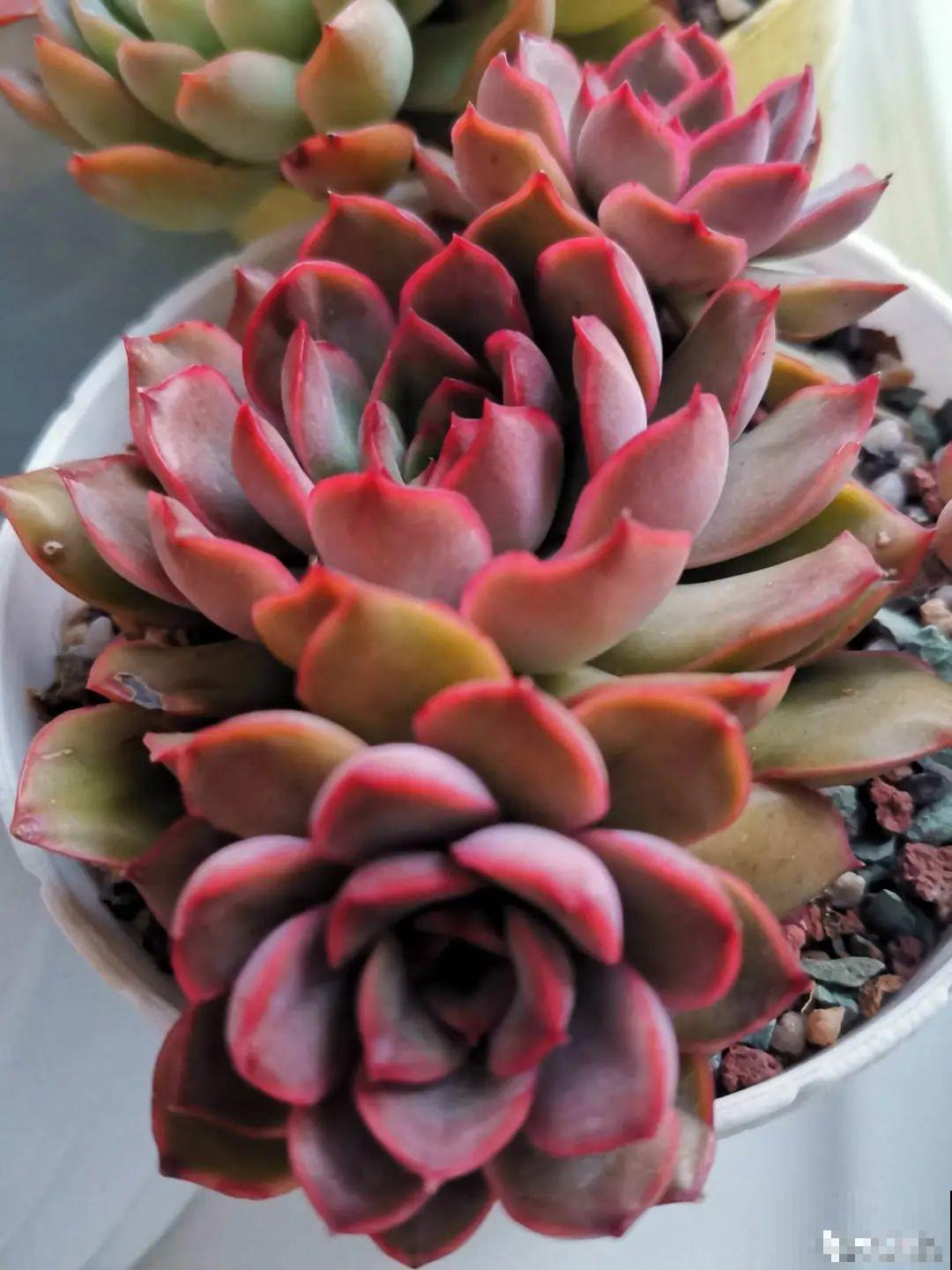 快过年了，肉崽子们都红火起来，陪我一起过节！