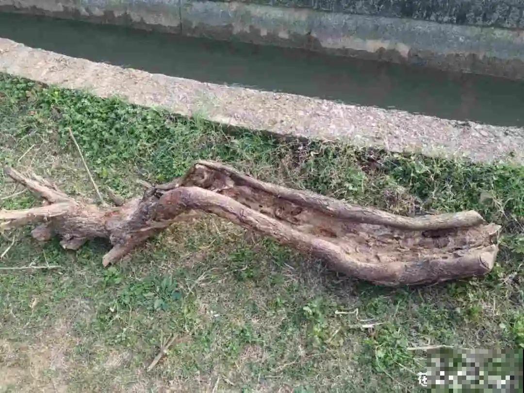 路边别人丢的大花盆，看着眼馋，好想捡回家