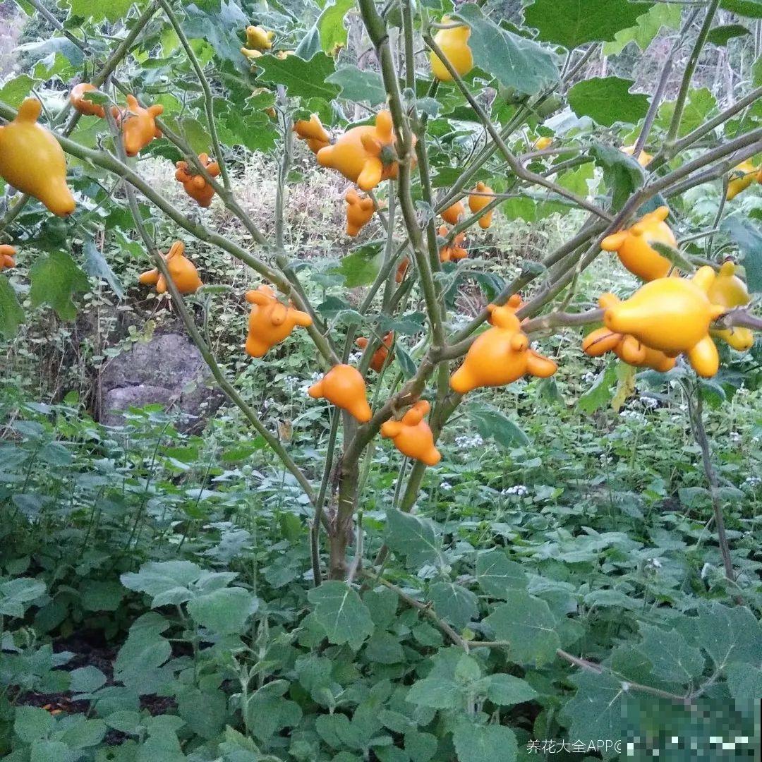 21种牛气花，来给你拜年啦~