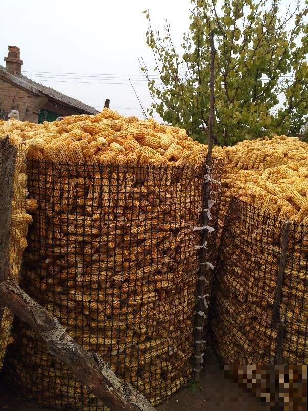 玉米种类越来越多,都有什么区别?选对了才能吃得健康 玉米种类越来越多,都有什么区别?选对了才能吃得健康