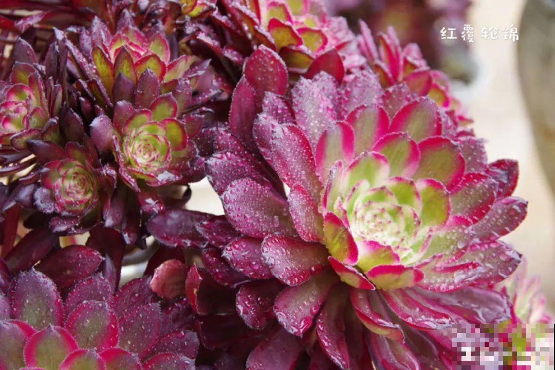 多肉要是养好了，精致得像艺术品，光看就很满足了