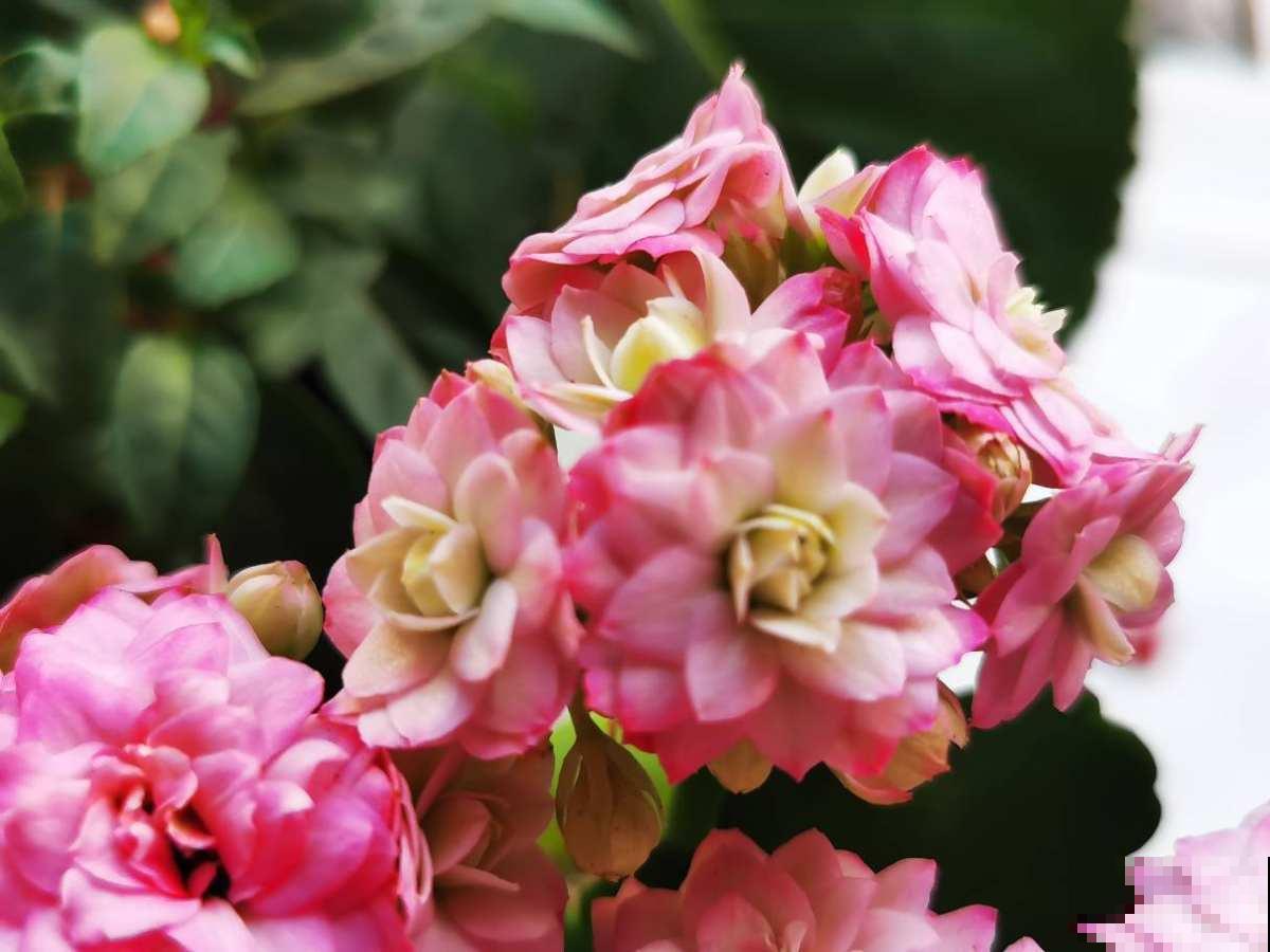 养花也讲究缘分，和花有缘的人，都有这5个特点