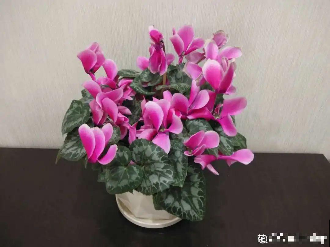 “过年花”开完，还能分10盆，每年都开花