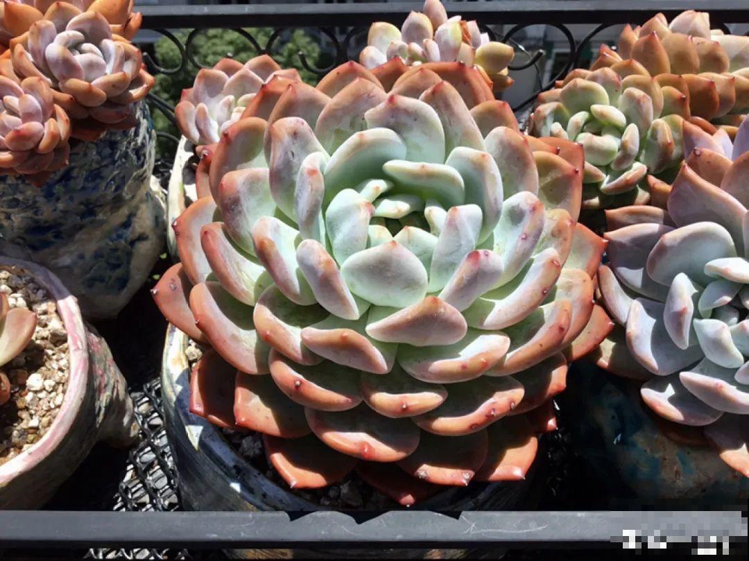 多肉要是养好了，精致得像艺术品，光看就很满足了