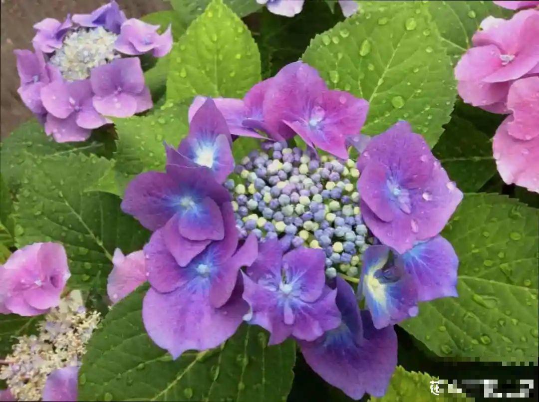 民间十大不吉利花，到底是哪流传来的