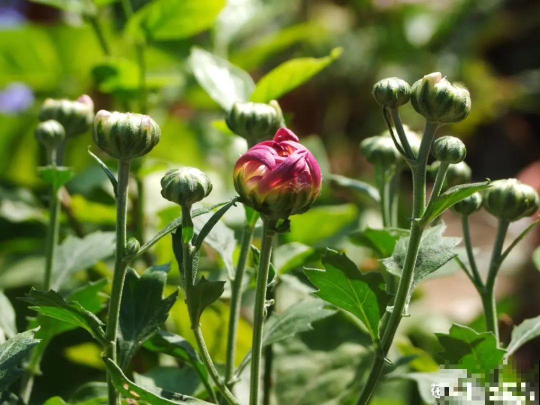 光照不好不要紧，浴霸照一照，花开爆盆！