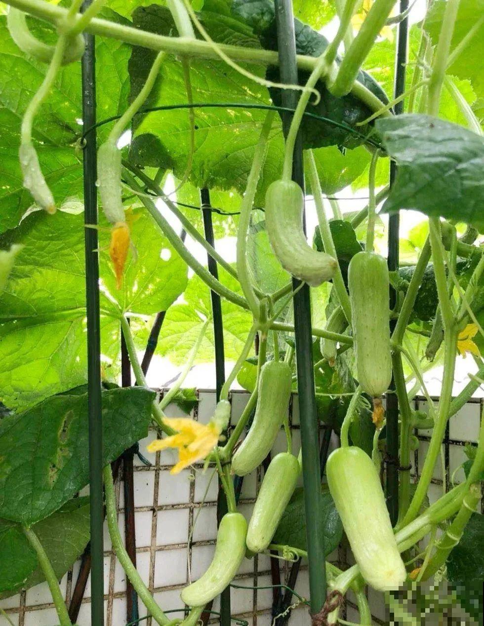 别人家的二胎妈妈，养花画画做美食，精致生活，羡慕哭！