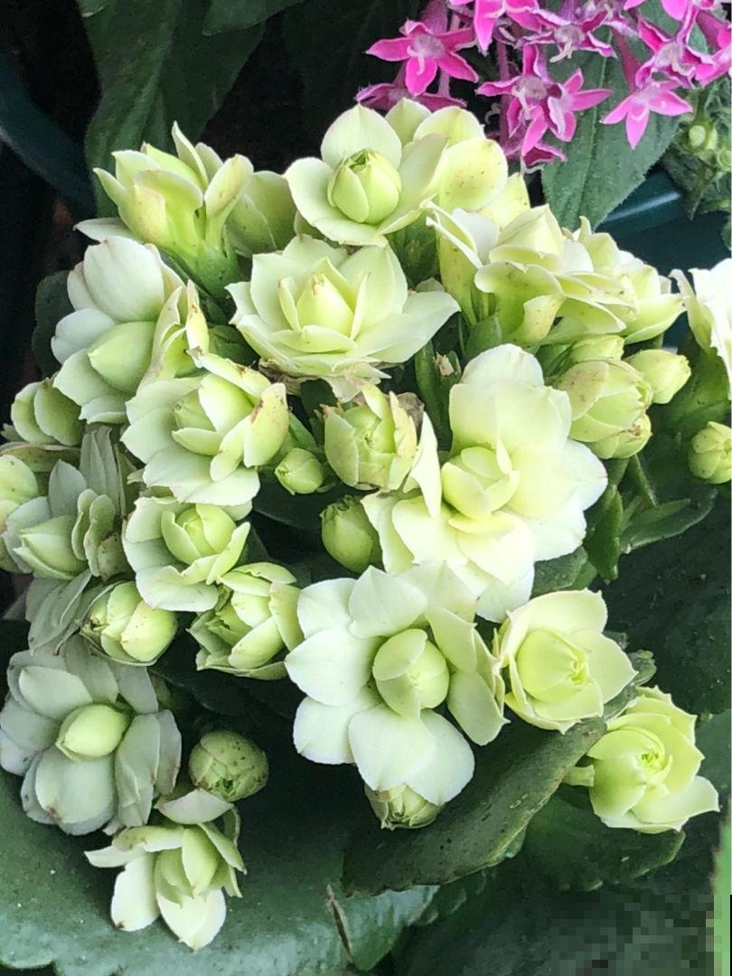 养花把控好温度是关键,了解了这些,才能轻松养好花! 养花把控好温度是关键,了解了这些,才能轻松养好花!