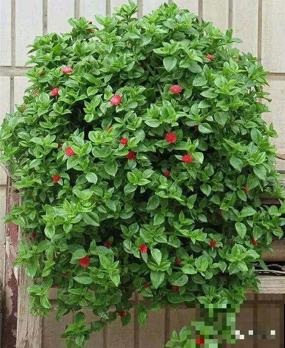 4种吊兰花，春天开花正盛，还有一种能食用