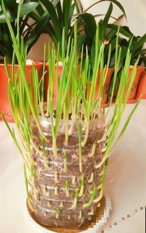 阳台种菜有讲究，记好这几点，随时都有新鲜蔬菜吃！