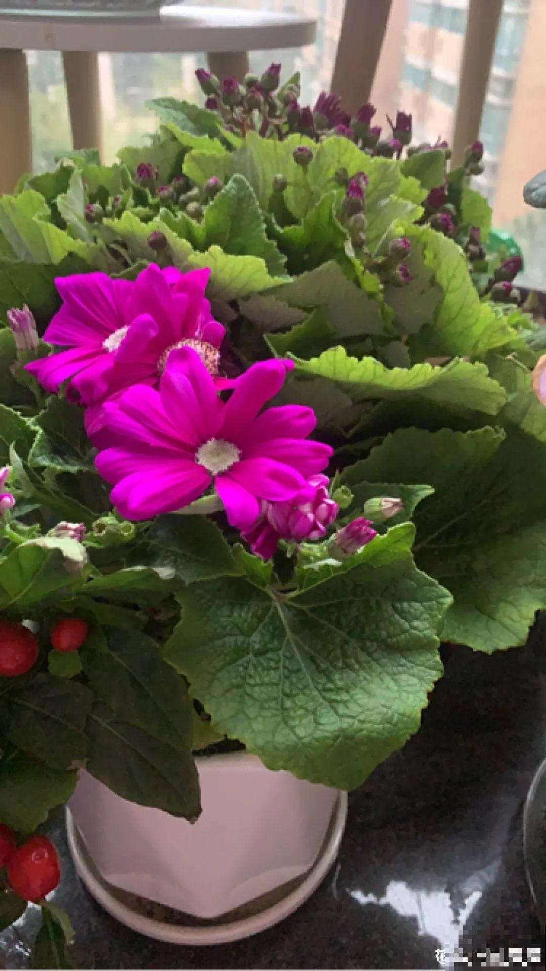 冬天逛花市，花都便宜得像白菜，赶紧买！