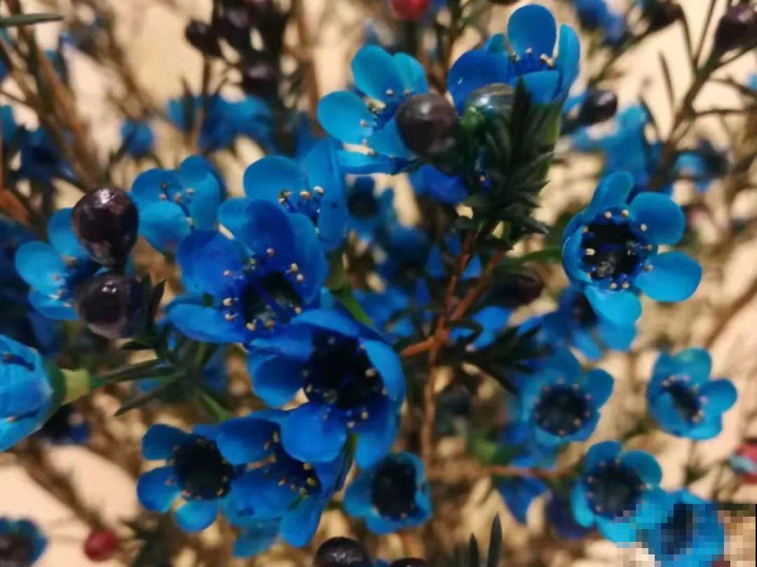 冬天的香水花，养1盆满屋子飘香，千万不要放卧室