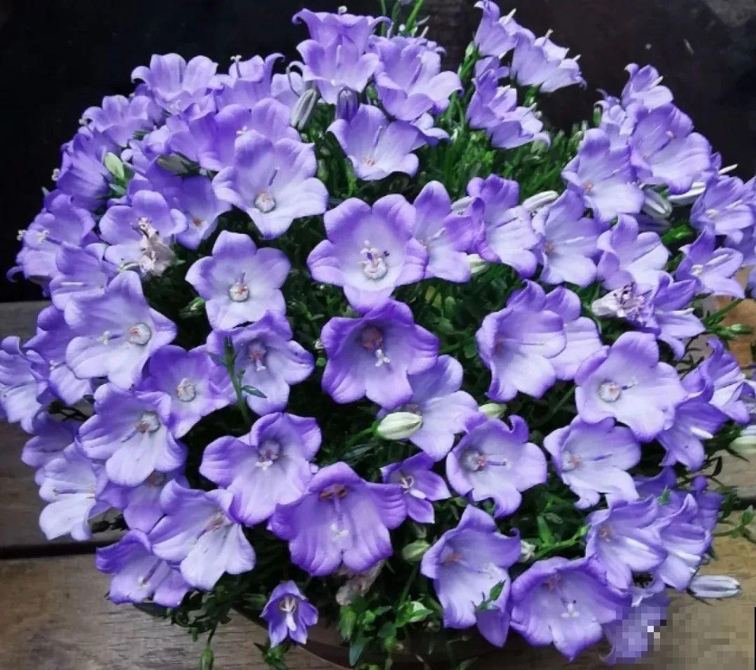 16种高颜值花，冬天耐寒不娇气，新手也能养爆盆