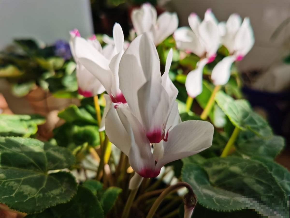 初春养花要沉住气，不能太心急，不然花容易死翘翘