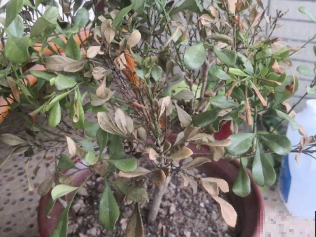 米兰要慎养，掉叶子第一名，光杆很难救活！