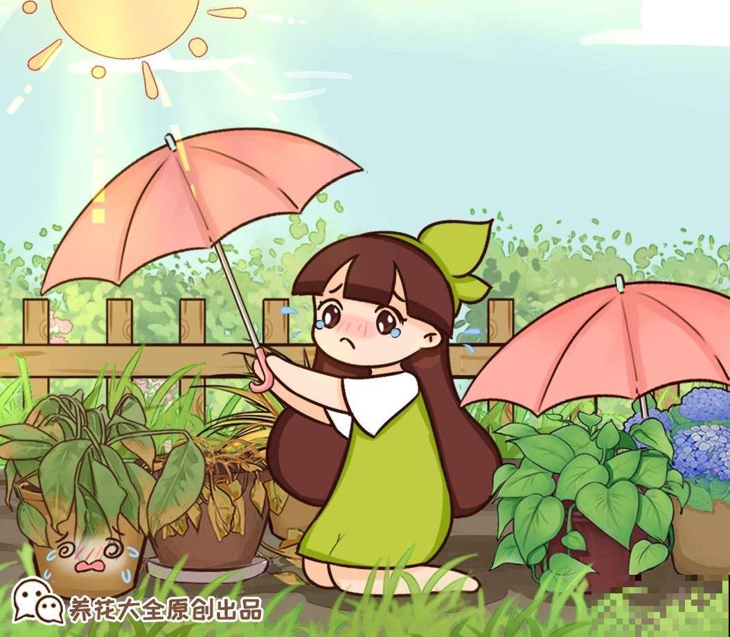 白掌原来这么好养，做好这4点，花越开越美！