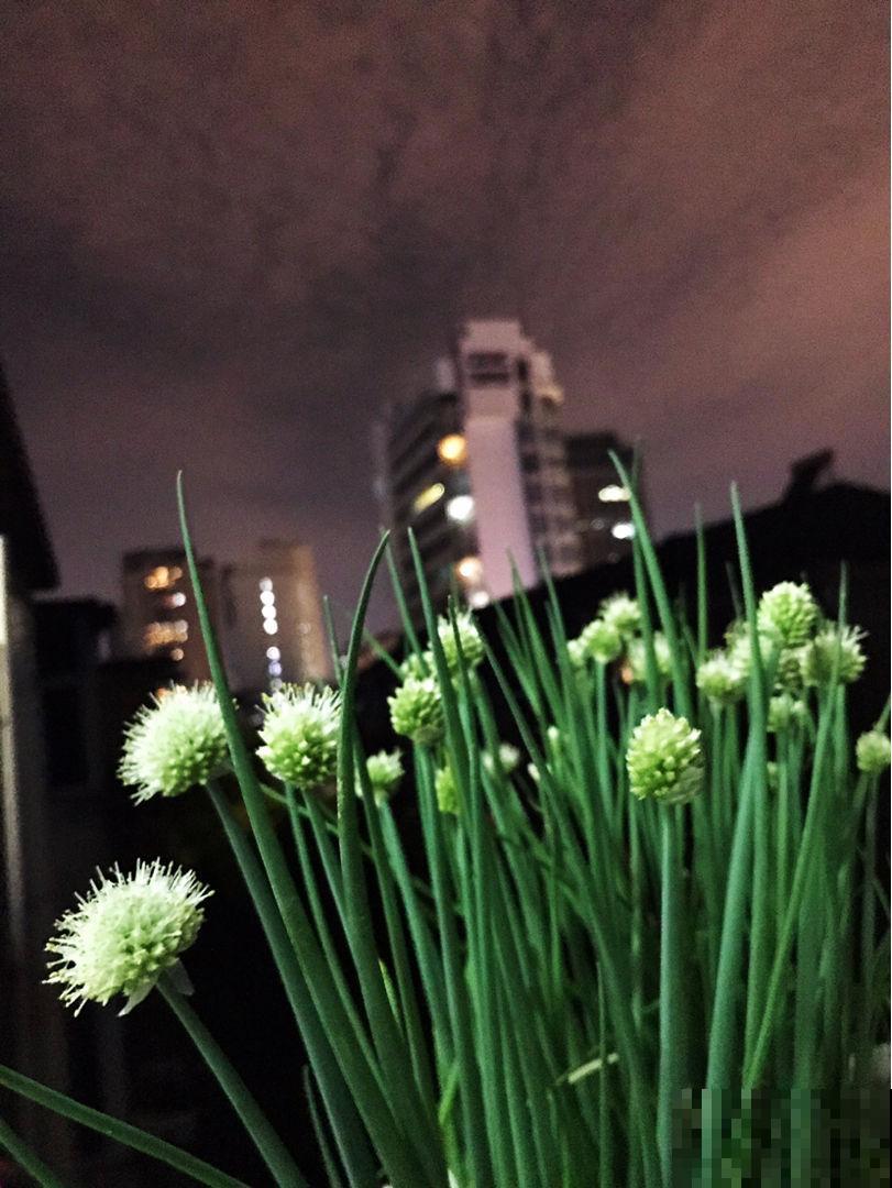 小时候常见的蔬菜花，城里少见，现在的孩子都不认识了！