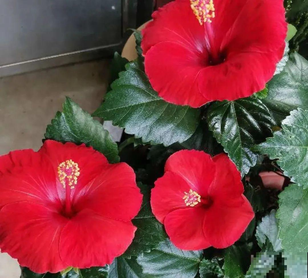 16种高颜值花，冬天耐寒不娇气，新手也能养爆盆